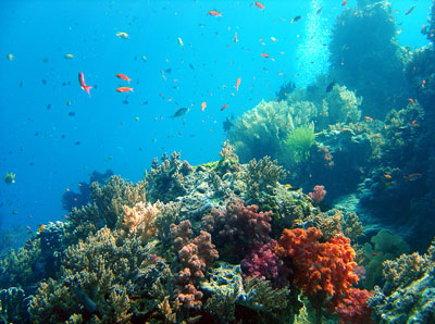 koralj